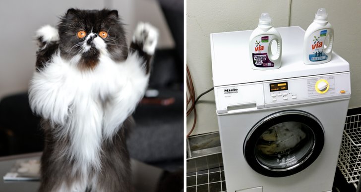 Katt, Tvättmaskin